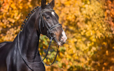 WHAT TO HAVE ON A STALLION’S WEBSITE – 6 MUST-HAVE SECTIONS FOR YOUR STALLION’S HOMEPAGE